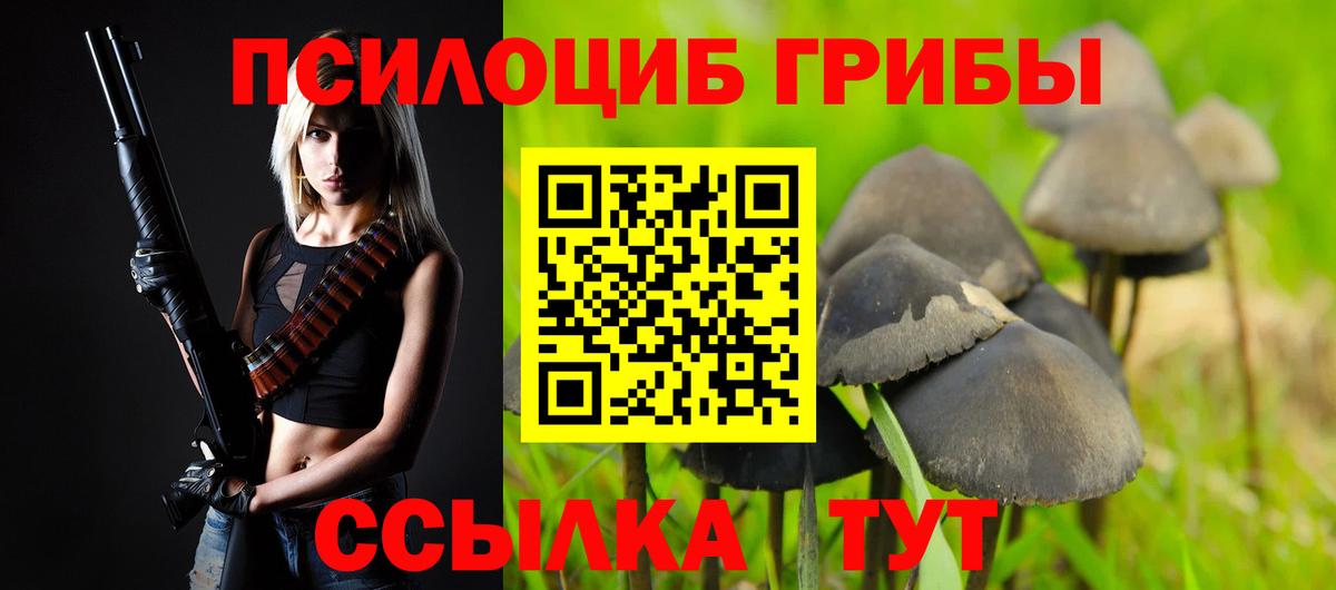 Псилоцибиновые грибы Psilocybe Мурманск